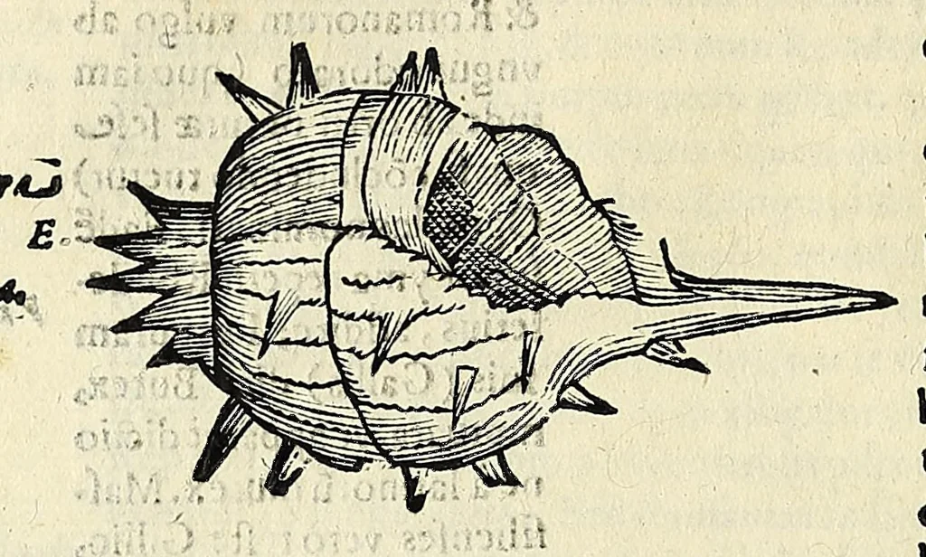 An illustration from Vlyssis Aldrovandi philosophi, et medici Bononiensis De reliquis animalibus exanguibus libri quatuor, 1642, leaf 296