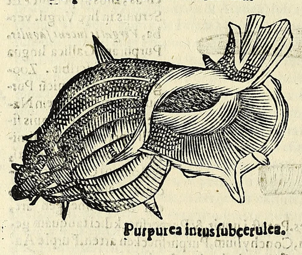 An illustration from Vlyssis Aldrovandi philosophi, et medici Bononiensis De reliquis animalibus exanguibus libri quatuor, 1642, leaf 296
