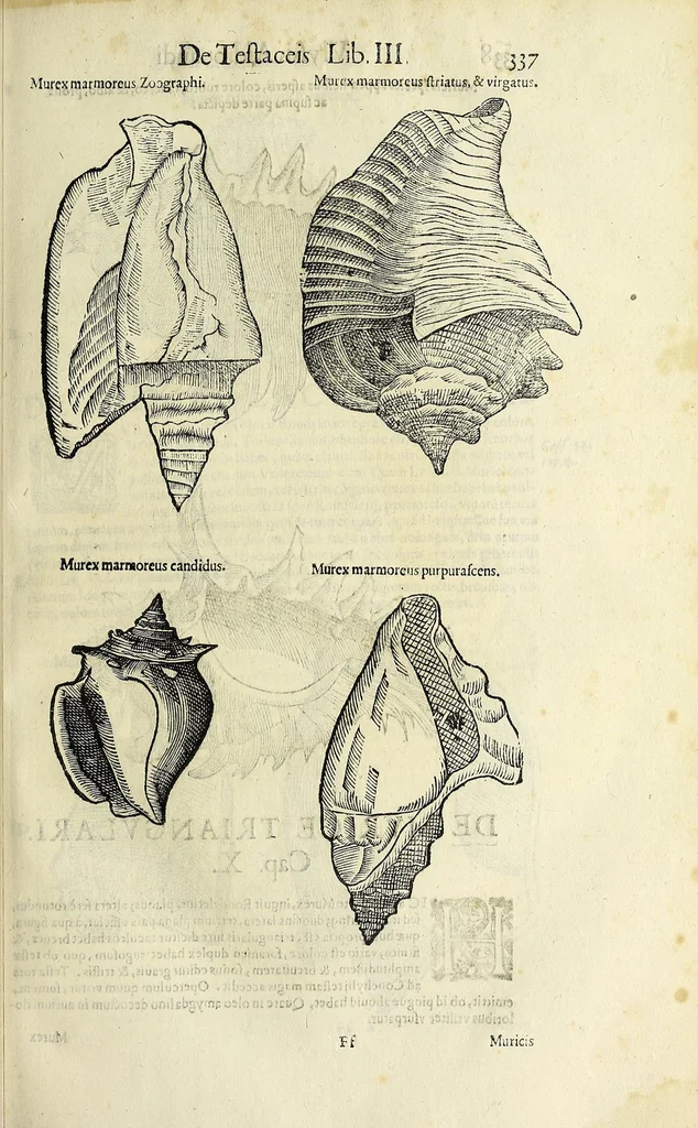 An illustration from Vlyssis Aldrovandi philosophi, et medici Bononiensis De reliquis animalibus exanguibus libri quatuor, 1642, leaf 349