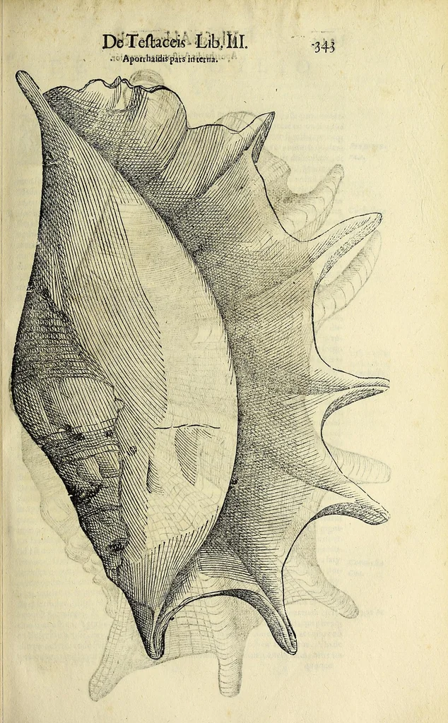 An illustration from Vlyssis Aldrovandi philosophi, et medici Bononiensis De reliquis animalibus exanguibus libri quatuor, 1642, leaf 355