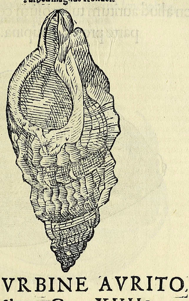 An illustration from Vlyssis Aldrovandi philosophi, et medici Bononiensis De reliquis animalibus exanguibus libri quatuor, 1642, leaf 361