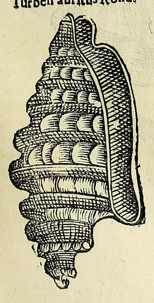 An illustration from Vlyssis Aldrovandi philosophi, et medici Bononiensis De reliquis animalibus exanguibus libri quatuor, 1642, leaf 361