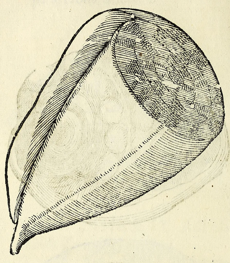 An illustration from Vlyssis Aldrovandi philosophi, et medici Bononiensis De reliquis animalibus exanguibus libri quatuor, 1642, leaf 364