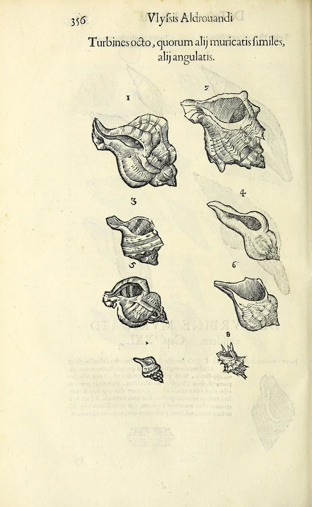 An illustration from Vlyssis Aldrovandi philosophi, et medici Bononiensis De reliquis animalibus exanguibus libri quatuor, 1642, leaf 368
