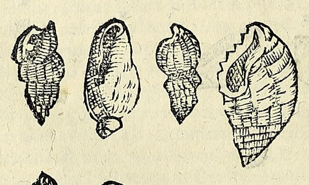 An illustration from Vlyssis Aldrovandi philosophi, et medici Bononiensis De reliquis animalibus exanguibus libri quatuor, 1642, leaf 374