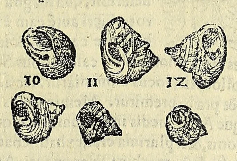 An illustration from Vlyssis Aldrovandi philosophi, et medici Bononiensis De reliquis animalibus exanguibus libri quatuor, 1642, leaf 379