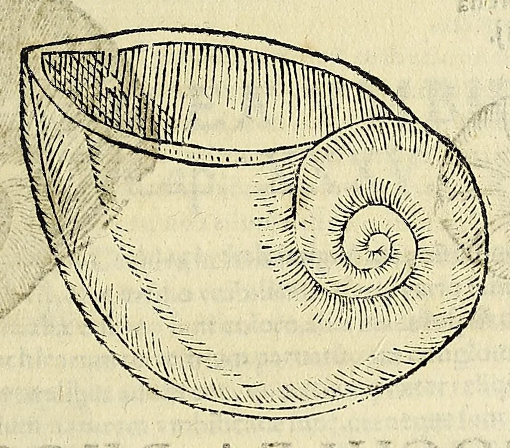 An illustration from Vlyssis Aldrovandi philosophi, et medici Bononiensis De reliquis animalibus exanguibus libri quatuor, 1642, leaf 407