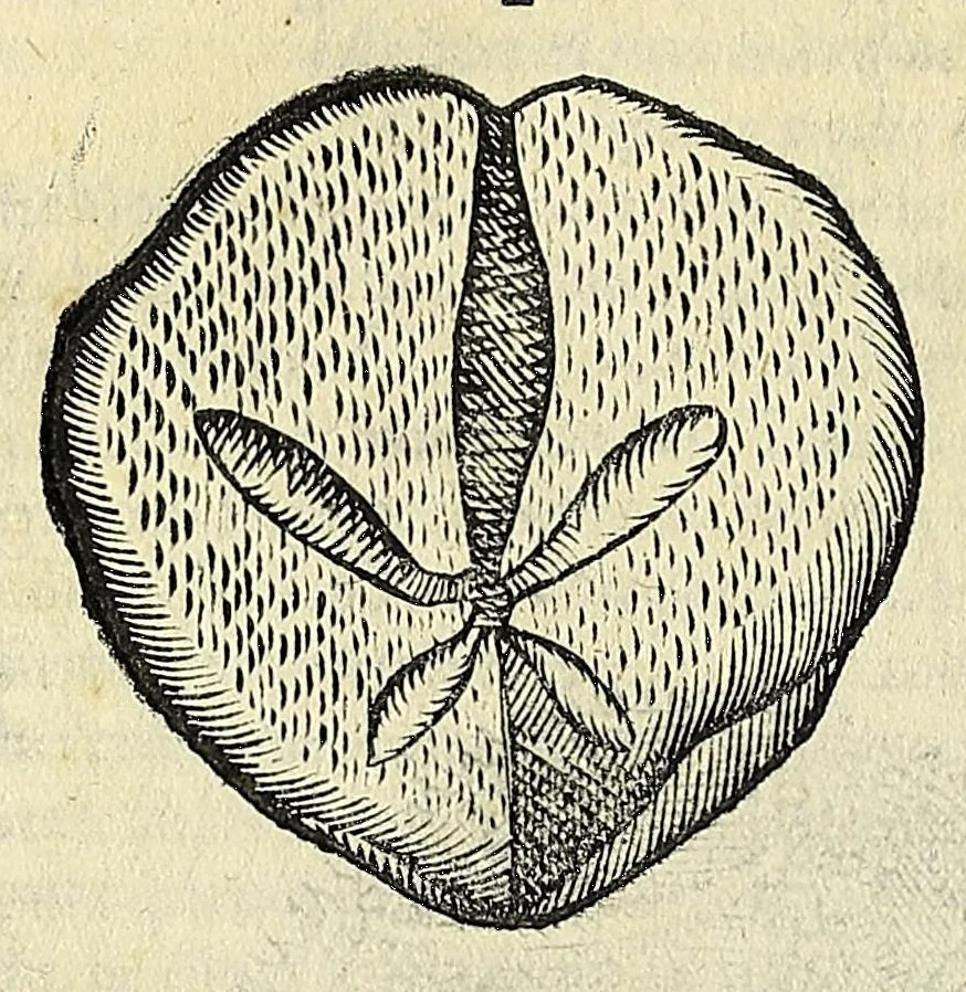 An illustration from Vlyssis Aldrovandi philosophi, et medici Bononiensis De reliquis animalibus exanguibus libri quatuor, 1642, leaf 416