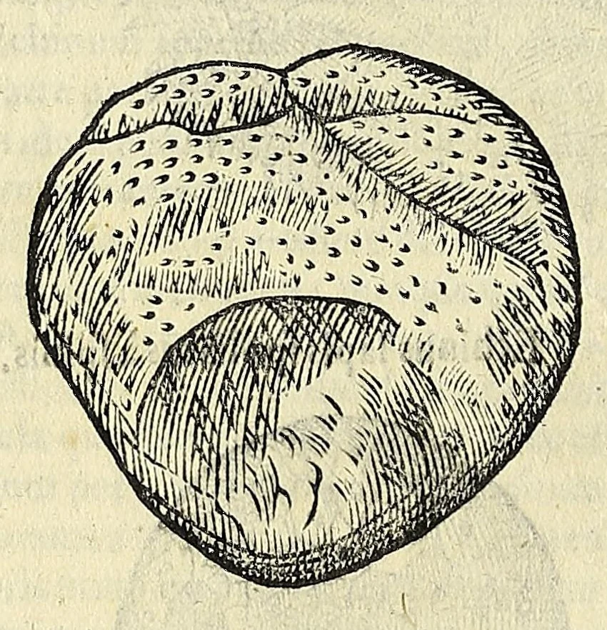 An illustration from Vlyssis Aldrovandi philosophi, et medici Bononiensis De reliquis animalibus exanguibus libri quatuor, 1642, leaf 416