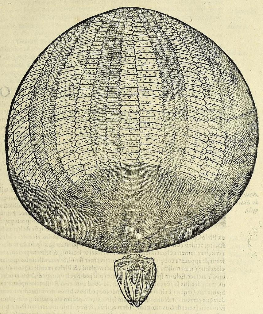An illustration from Vlyssis Aldrovandi philosophi, et medici Bononiensis De reliquis animalibus exanguibus libri quatuor, 1642, leaf 423