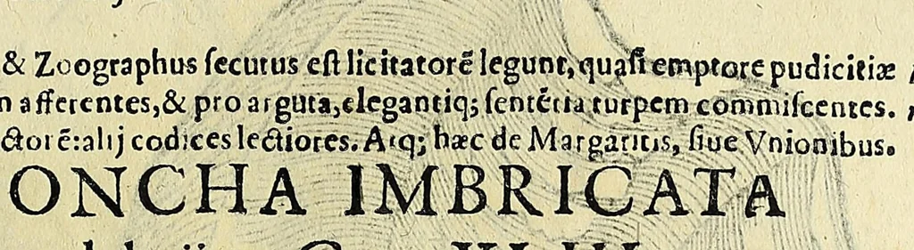 An illustration from Vlyssis Aldrovandi philosophi, et medici Bononiensis De reliquis animalibus exanguibus libri quatuor, 1642, leaf 459