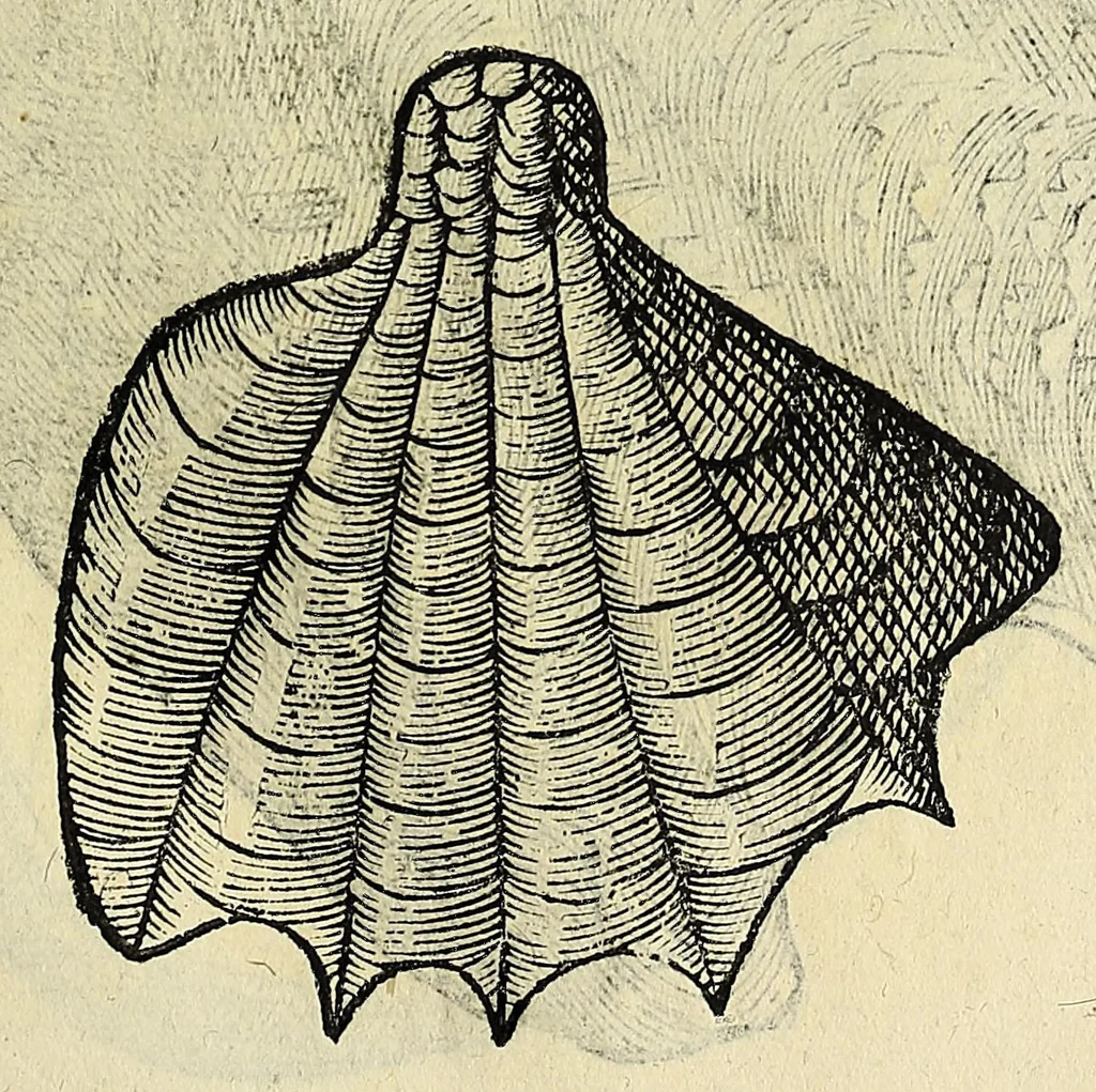 An illustration from Vlyssis Aldrovandi philosophi, et medici Bononiensis De reliquis animalibus exanguibus libri quatuor, 1642, leaf 459
