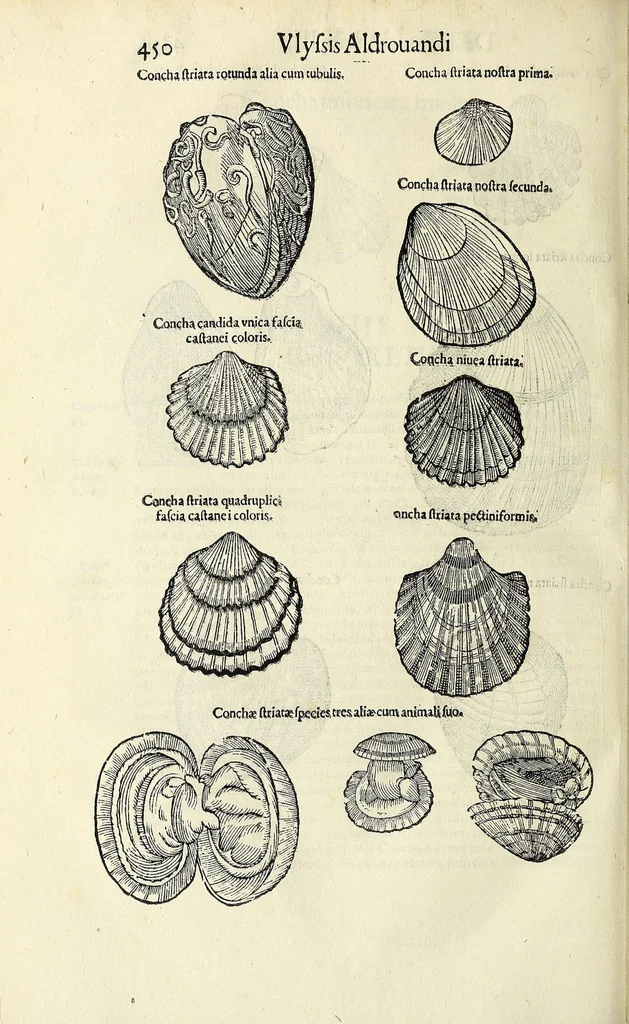 An illustration from Vlyssis Aldrovandi philosophi, et medici Bononiensis De reliquis animalibus exanguibus libri quatuor, 1642, leaf 464