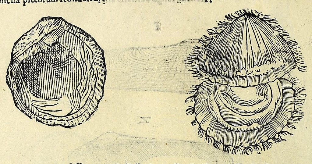 An illustration from Vlyssis Aldrovandi philosophi, et medici Bononiensis De reliquis animalibus exanguibus libri quatuor, 1642, leaf 470