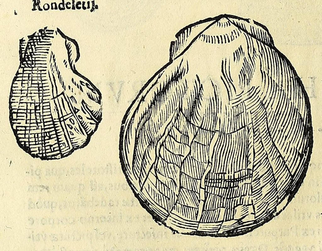 An illustration from Vlyssis Aldrovandi philosophi, et medici Bononiensis De reliquis animalibus exanguibus libri quatuor, 1642, leaf 470
