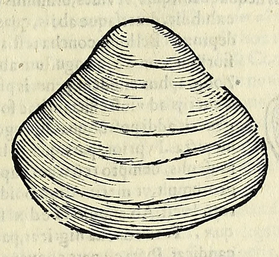 An illustration from Vlyssis Aldrovandi philosophi, et medici Bononiensis De reliquis animalibus exanguibus libri quatuor, 1642, leaf 473