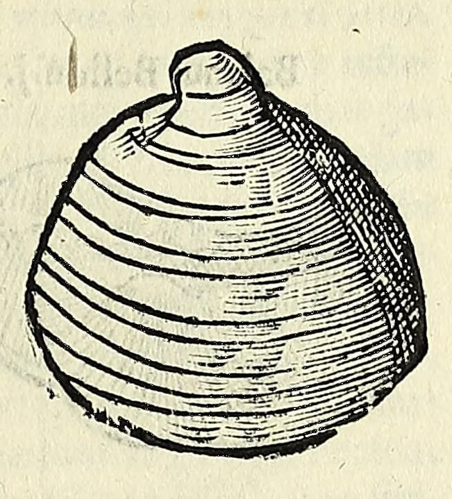 An illustration from Vlyssis Aldrovandi philosophi, et medici Bononiensis De reliquis animalibus exanguibus libri quatuor, 1642, leaf 473
