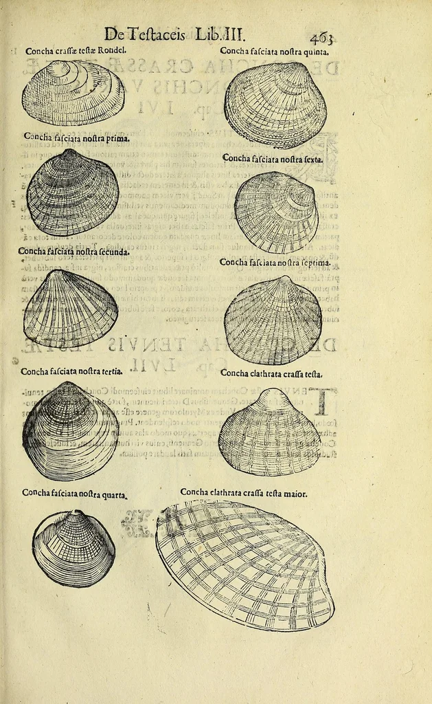 An illustration from Vlyssis Aldrovandi philosophi, et medici Bononiensis De reliquis animalibus exanguibus libri quatuor, 1642, leaf 477