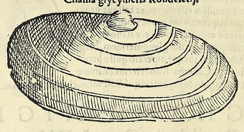 An illustration from Vlyssis Aldrovandi philosophi, et medici Bononiensis De reliquis animalibus exanguibus libri quatuor, 1642, leaf 486