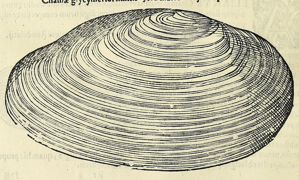 An illustration from Vlyssis Aldrovandi philosophi, et medici Bononiensis De reliquis animalibus exanguibus libri quatuor, 1642, leaf 486