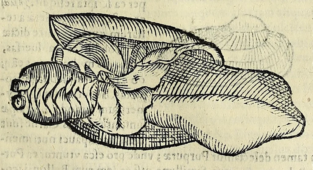 An illustration from Vlyssis Aldrovandi philosophi, et medici Bononiensis De reliquis animalibus exanguibus libri quatuor, 1642, leaf 489
