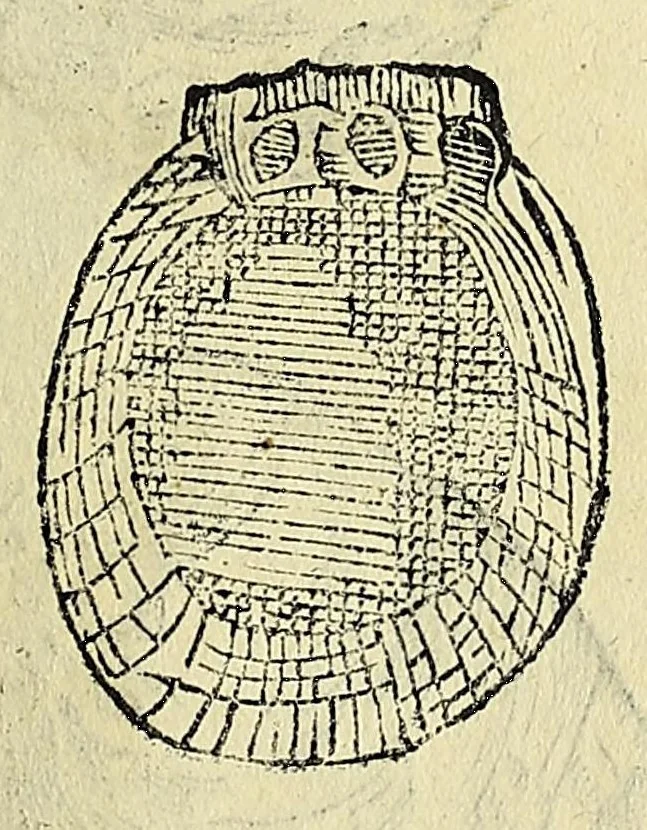 An illustration from Vlyssis Aldrovandi philosophi, et medici Bononiensis De reliquis animalibus exanguibus libri quatuor, 1642, leaf 507