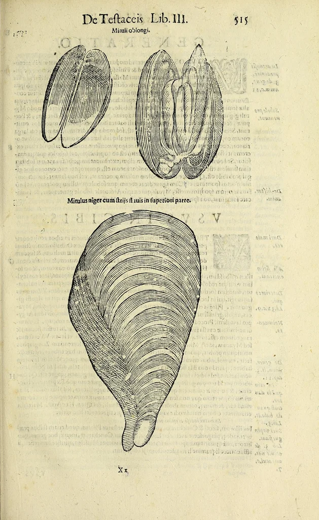 An illustration from Vlyssis Aldrovandi philosophi, et medici Bononiensis De reliquis animalibus exanguibus libri quatuor, 1642, leaf 529