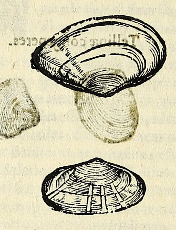 An illustration from Vlyssis Aldrovandi philosophi, et medici Bononiensis De reliquis animalibus exanguibus libri quatuor, 1642, leaf 534