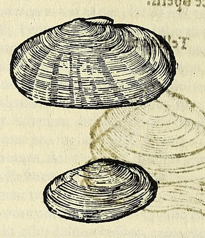 An illustration from Vlyssis Aldrovandi philosophi, et medici Bononiensis De reliquis animalibus exanguibus libri quatuor, 1642, leaf 534