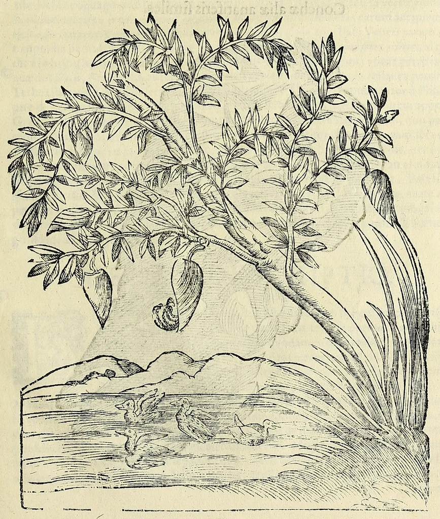 An illustration from Vlyssis Aldrovandi philosophi, et medici Bononiensis De reliquis animalibus exanguibus libri quatuor, 1642, leaf 557