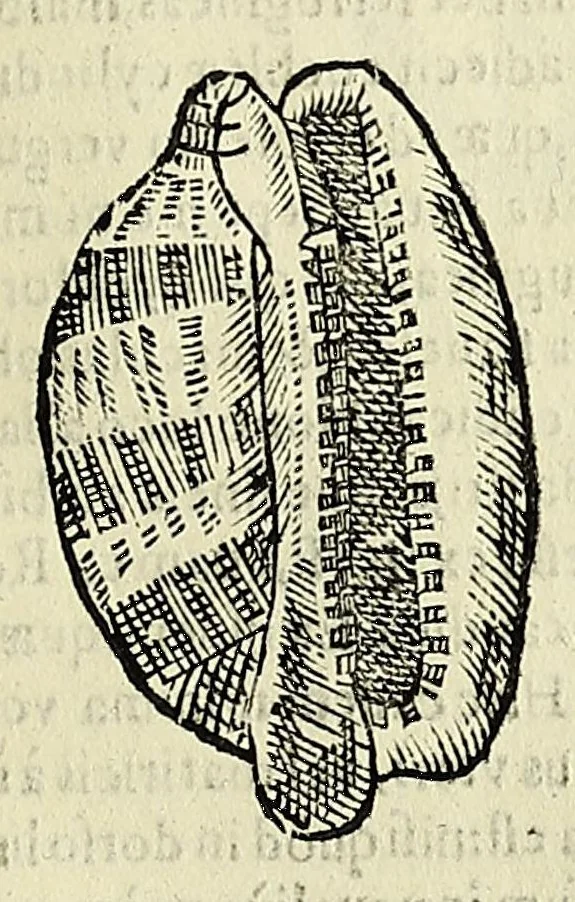 An illustration from Vlyssis Aldrovandi philosophi, et medici Bononiensis De reliquis animalibus exanguibus libri quatuor, 1642, leaf 569