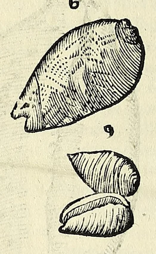 An illustration from Vlyssis Aldrovandi philosophi, et medici Bononiensis De reliquis animalibus exanguibus libri quatuor, 1642, leaf 572