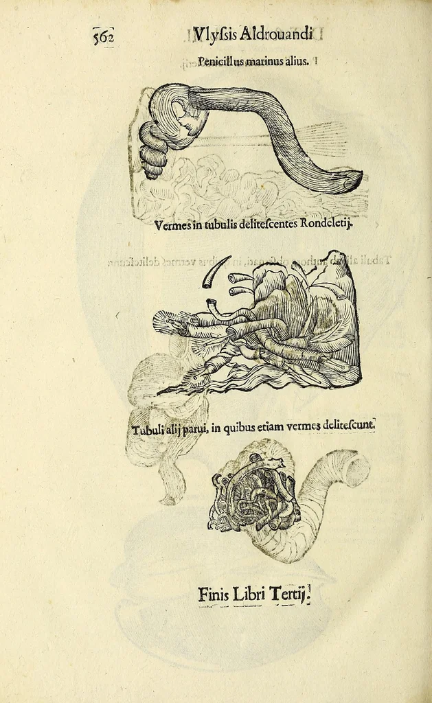 An illustration from Vlyssis Aldrovandi philosophi, et medici Bononiensis De reliquis animalibus exanguibus libri quatuor, 1642, leaf 576