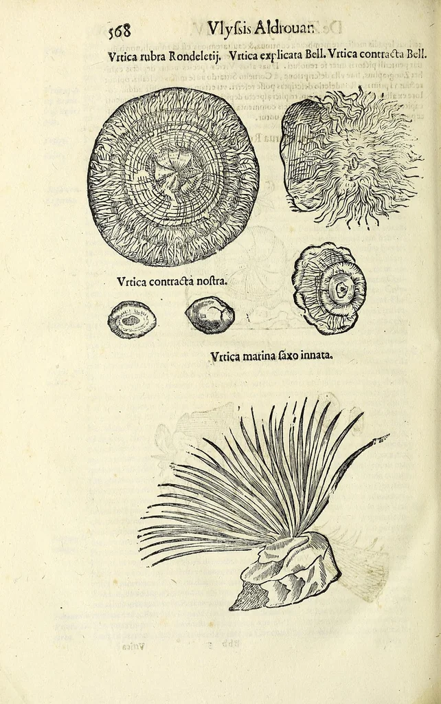 An illustration from Vlyssis Aldrovandi philosophi, et medici Bononiensis De reliquis animalibus exanguibus libri quatuor, 1642, leaf 582