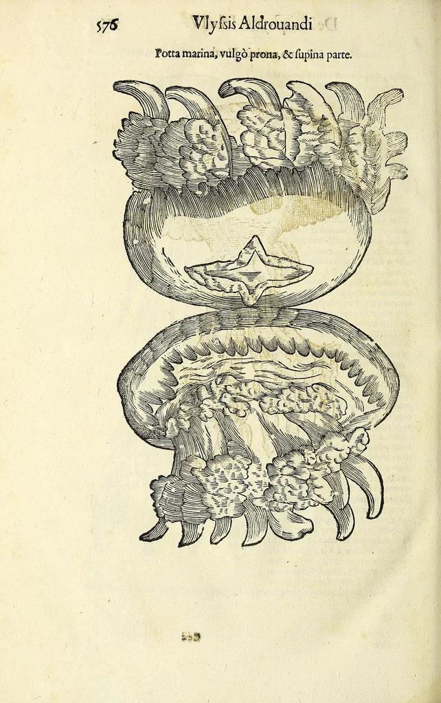 An illustration from Vlyssis Aldrovandi philosophi, et medici Bononiensis De reliquis animalibus exanguibus libri quatuor, 1642, leaf 590