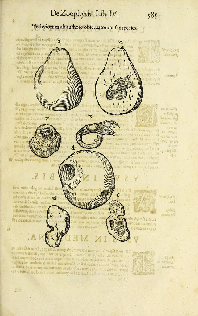 An illustration from Vlyssis Aldrovandi philosophi, et medici Bononiensis De reliquis animalibus exanguibus libri quatuor, 1642, leaf 599