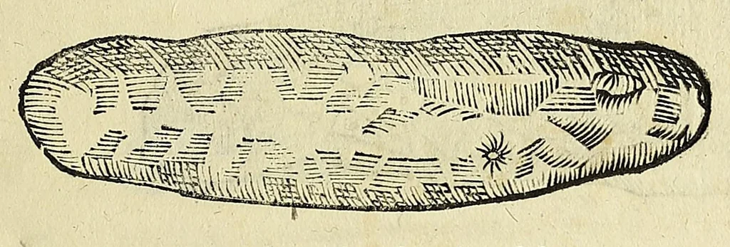 An illustration from Vlyssis Aldrovandi philosophi, et medici Bononiensis De reliquis animalibus exanguibus libri quatuor, 1642, leaf 603