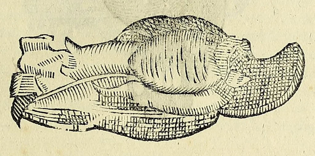 An illustration from Vlyssis Aldrovandi philosophi, et medici Bononiensis De reliquis animalibus exanguibus libri quatuor, 1642, leaf 93