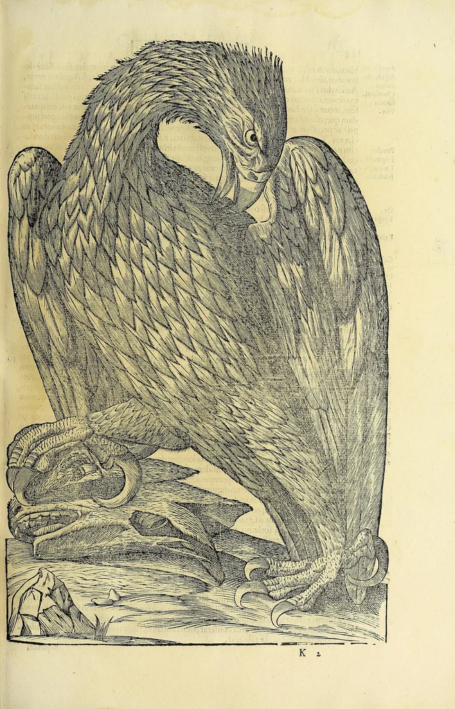 An illustration from Vlyssis Aldrovandi philosophi ac medici Bononiensis historiam naturalem in gymnasio Bononiensi profitentis, Ornithologiae, hoc est, De avibus historiae libri XII ... : cum indice septendecim linguarum copiosissimo, 1599, leaf 143