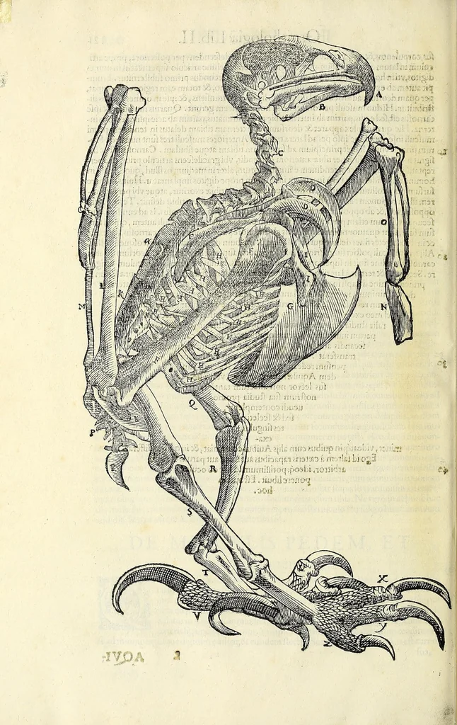 An illustration from Vlyssis Aldrovandi philosophi ac medici Bononiensis historiam naturalem in gymnasio Bononiensi profitentis, Ornithologiae, hoc est, De avibus historiae libri XII ... : cum indice septendecim linguarum copiosissimo, 1599, leaf 154