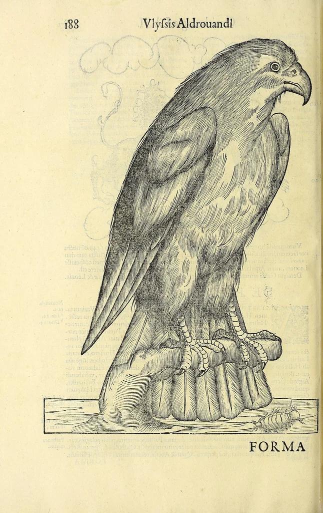 An illustration from Vlyssis Aldrovandi philosophi ac medici Bononiensis historiam naturalem in gymnasio Bononiensi profitentis, Ornithologiae, hoc est, De avibus historiae libri XII ... : cum indice septendecim linguarum copiosissimo, 1599, leaf 220