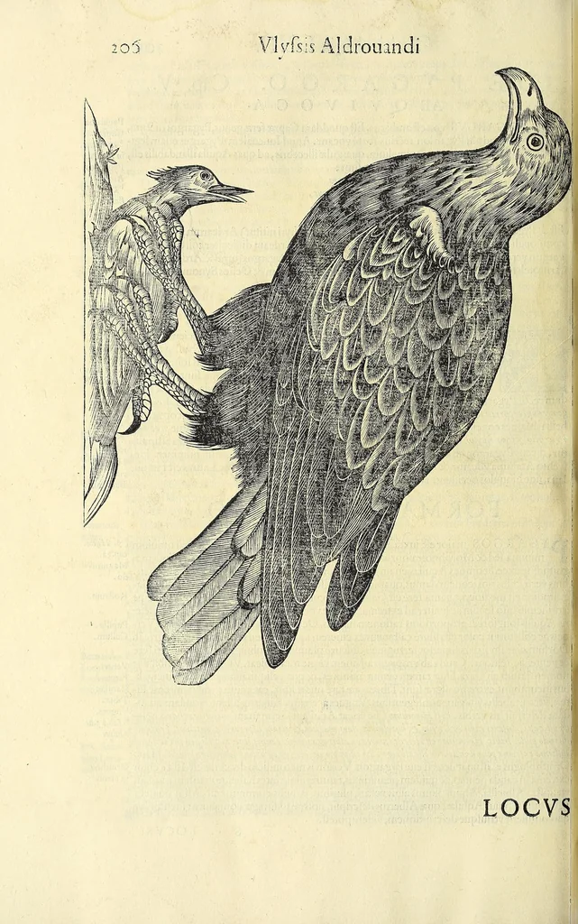 An illustration from Vlyssis Aldrovandi philosophi ac medici Bononiensis historiam naturalem in gymnasio Bononiensi profitentis, Ornithologiae, hoc est, De avibus historiae libri XII ... : cum indice septendecim linguarum copiosissimo, 1599, leaf 238