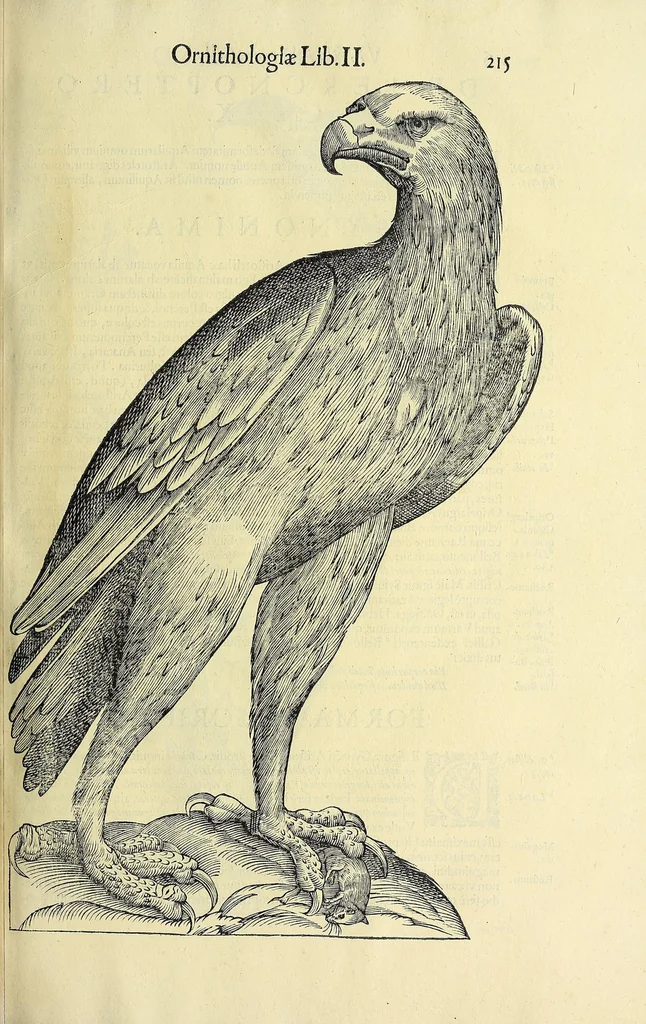 An illustration from Vlyssis Aldrovandi philosophi ac medici Bononiensis historiam naturalem in gymnasio Bononiensi profitentis, Ornithologiae, hoc est, De avibus historiae libri XII ... : cum indice septendecim linguarum copiosissimo, 1599, leaf 247