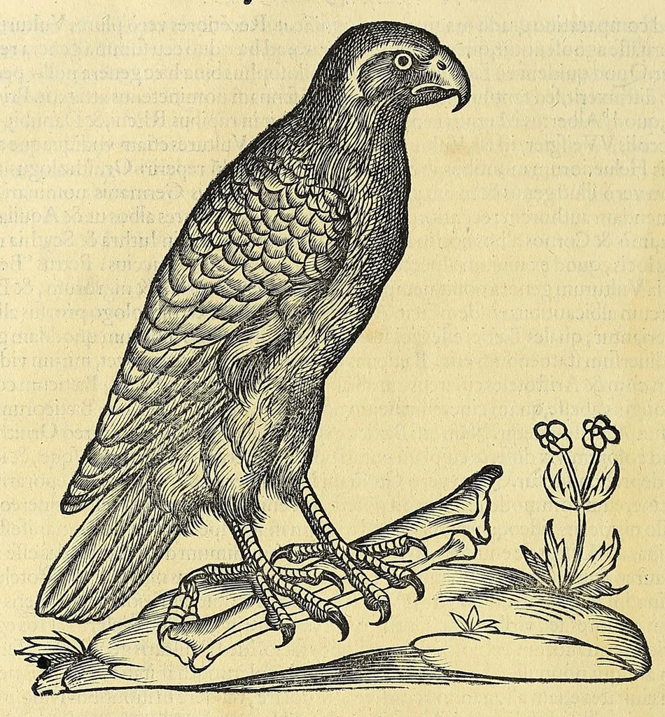 An illustration from Vlyssis Aldrovandi philosophi ac medici Bononiensis historiam naturalem in gymnasio Bononiensi profitentis, Ornithologiae, hoc est, De avibus historiae libri XII ... : cum indice septendecim linguarum copiosissimo, 1599, leaf 304