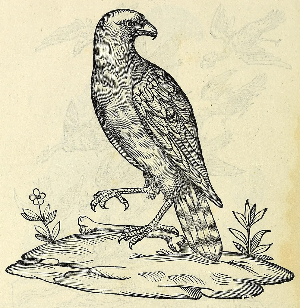 An illustration from Vlyssis Aldrovandi philosophi ac medici Bononiensis historiam naturalem in gymnasio Bononiensi profitentis, Ornithologiae, hoc est, De avibus historiae libri XII ... : cum indice septendecim linguarum copiosissimo, 1599, leaf 306