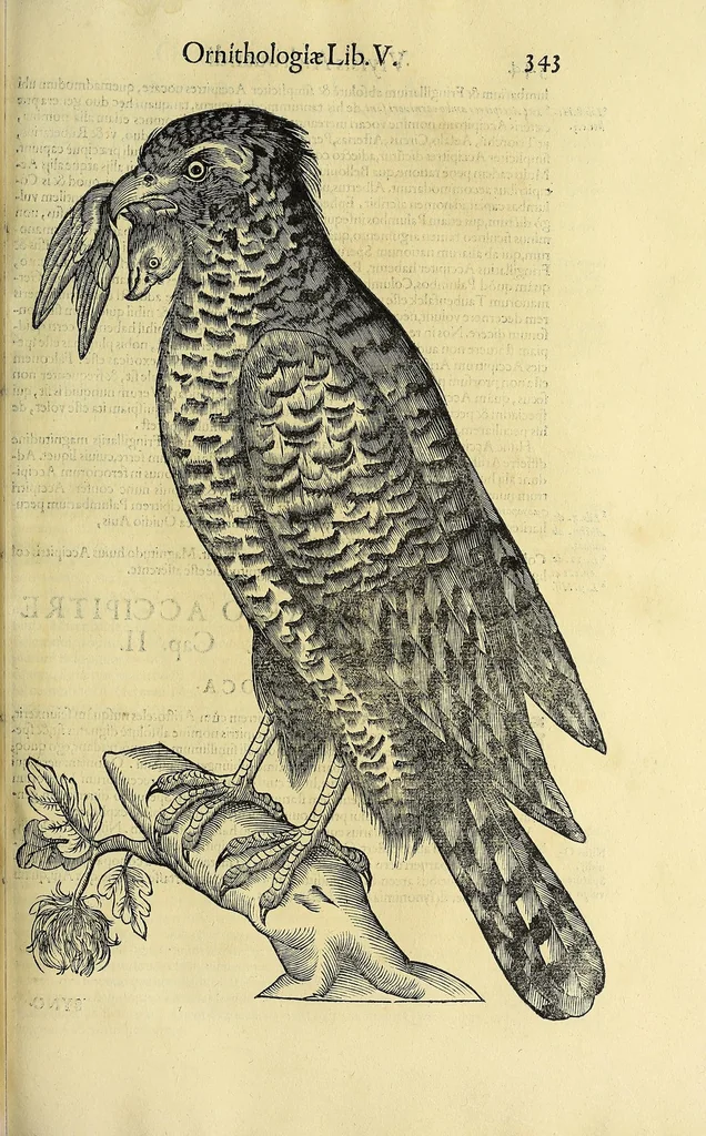 An illustration from Vlyssis Aldrovandi philosophi ac medici Bononiensis historiam naturalem in gymnasio Bononiensi profitentis, Ornithologiae, hoc est, De avibus historiae libri XII ... : cum indice septendecim linguarum copiosissimo, 1599, leaf 375