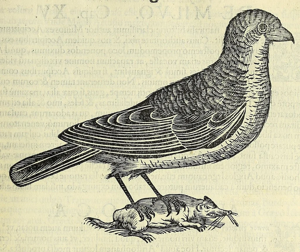 An illustration from Vlyssis Aldrovandi philosophi ac medici Bononiensis historiam naturalem in gymnasio Bononiensi profitentis, Ornithologiae, hoc est, De avibus historiae libri XII ... : cum indice septendecim linguarum copiosissimo, 1599, leaf 423