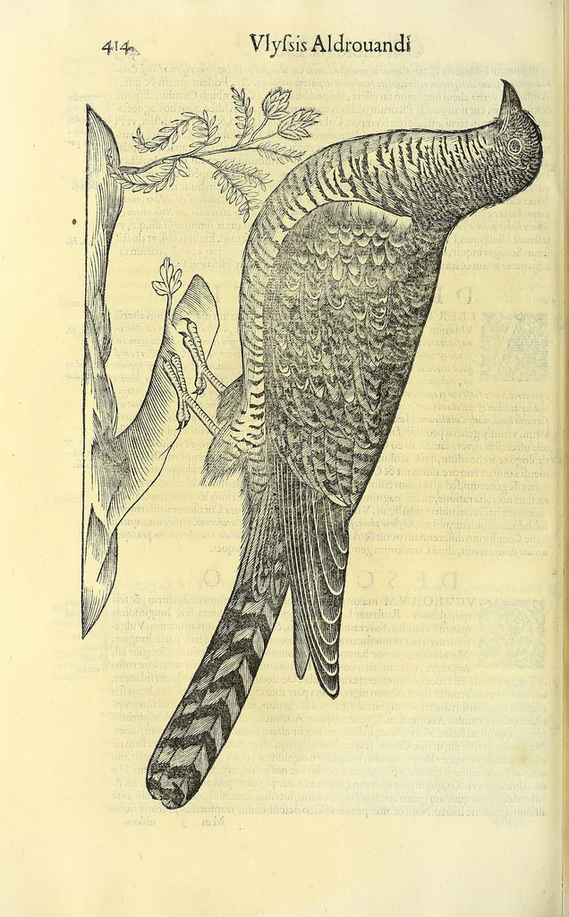 An illustration from Vlyssis Aldrovandi philosophi ac medici Bononiensis historiam naturalem in gymnasio Bononiensi profitentis, Ornithologiae, hoc est, De avibus historiae libri XII ... : cum indice septendecim linguarum copiosissimo, 1599, leaf 446