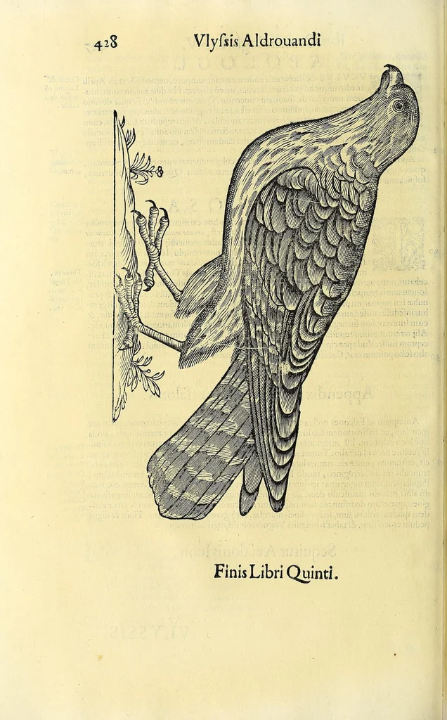 An illustration from Vlyssis Aldrovandi philosophi ac medici Bononiensis historiam naturalem in gymnasio Bononiensi profitentis, Ornithologiae, hoc est, De avibus historiae libri XII ... : cum indice septendecim linguarum copiosissimo, 1599, leaf 460