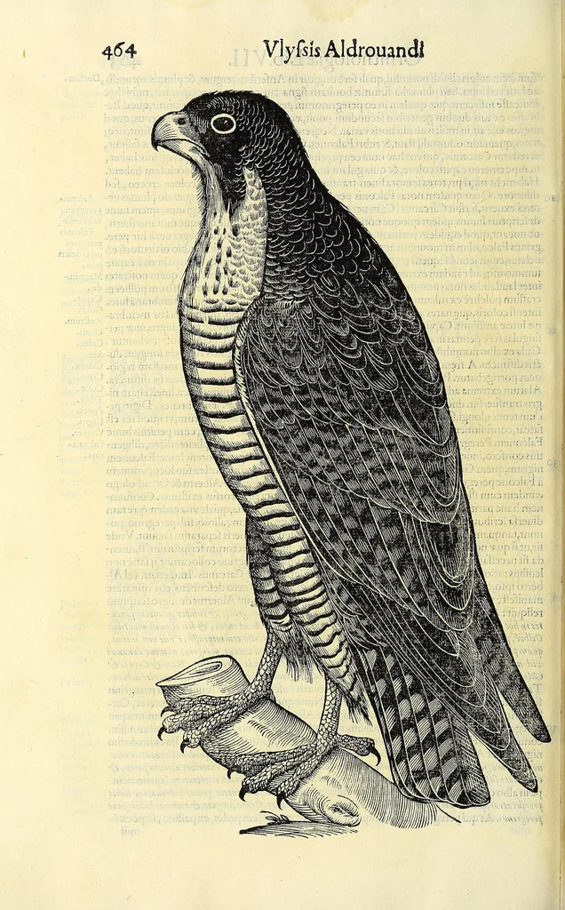 An illustration from Vlyssis Aldrovandi philosophi ac medici Bononiensis historiam naturalem in gymnasio Bononiensi profitentis, Ornithologiae, hoc est, De avibus historiae libri XII ... : cum indice septendecim linguarum copiosissimo, 1599, leaf 496